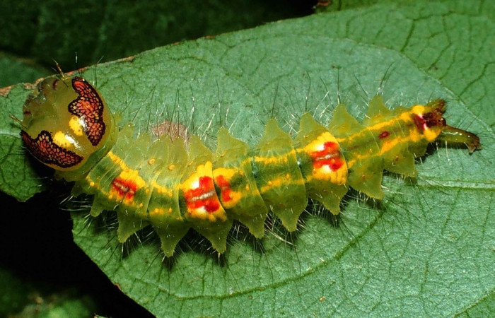Figura 2. <i>Rosema deolis</i> (Notodontidae), penúltimo estadio, vista dorsal, Sector Santa Rosa. Voucher 99-SRNP-10537-DHJ51578.jpg.