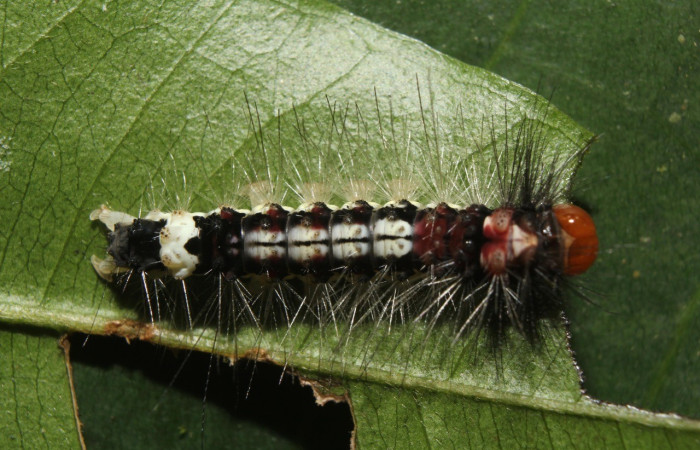 Figura 12. Dorsal entero <i>Amaxia osmophora</i>, (Erebidae), en la planta <i>Myrcia splendens</i> (Myrtaceae). Sector Pitilla. Sendero Manguera, (elevación 470 metros). Colectada 11 julio 2017. (17-SRNP-72398-DHJ738770.jpg).