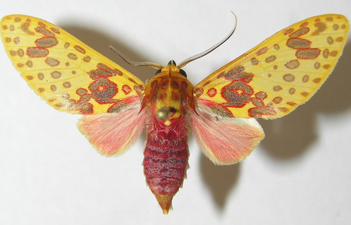 Figura 14. Adulto <i>Amaxia osmophora</i> (Erebidae), posición vista dorsal. (10-SRNP-21995-DHJ537978.jpg).