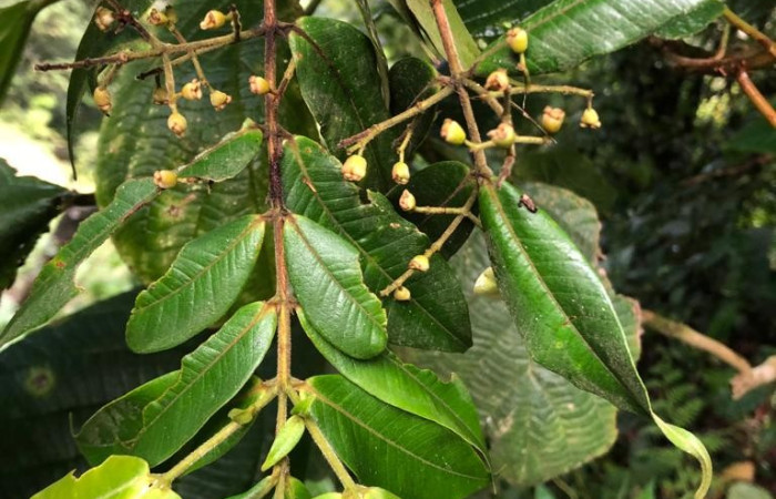 Figura 16. Planta <i>Myrcia splendens</i>, (Myrtaceae), de <i>Amaxia osmophora</i>, (Erebidae). Foto, Gloria sihezar. Sendero piñal 20 de julio 2017.
