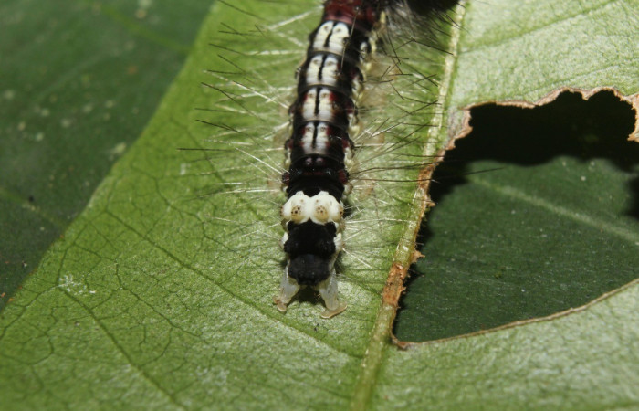 Figura 3. Parte posterior <i>Amaxia osmophora</i>, (Erebidae), en la planta <i>Myrcia splendens</i> (Myrtaceae). Sector Pitilla. Sendero Manguera, (elevación 470 metros). Colectada 11 julio 2017. (17-SRNP-72398-DHJ738771.jpg).