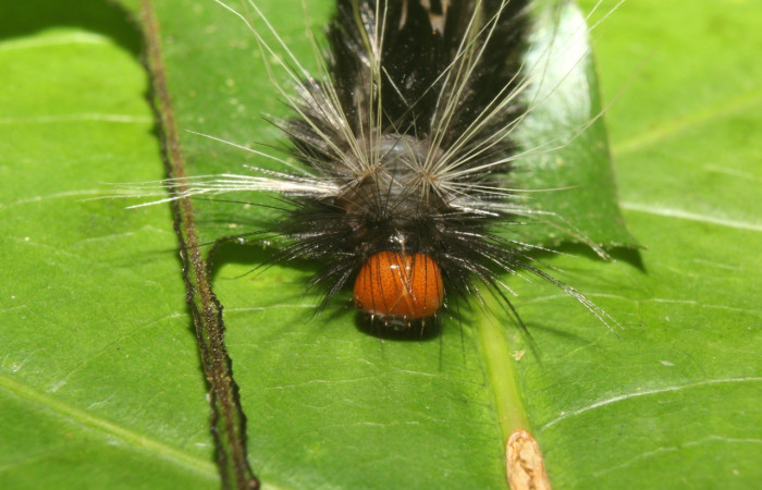 Figura 7. Cabeza <i>Amaxia osmophora</i>, (Erebidae), en la planta <i>Myrcia splendens</i> (Myrtaceae). Sector Pitilla. Sendero Manguera, (elevación 470 metros). Colectada 11 julio 2017. (17-SRNP-72398-DHJ738851.jpg).