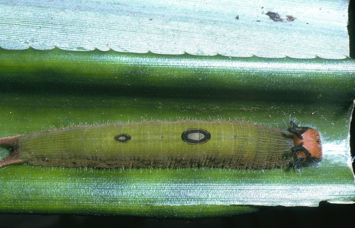 Figura. 10 Larva <i>Dynastor stygianus</i>, (Nymphalidae), posición dorsal entero
alimentándose en <i>Ananas comosus</i> (introducido), (Bromeliaceae). (04-SRNP-619-DHJ81431.jpg).