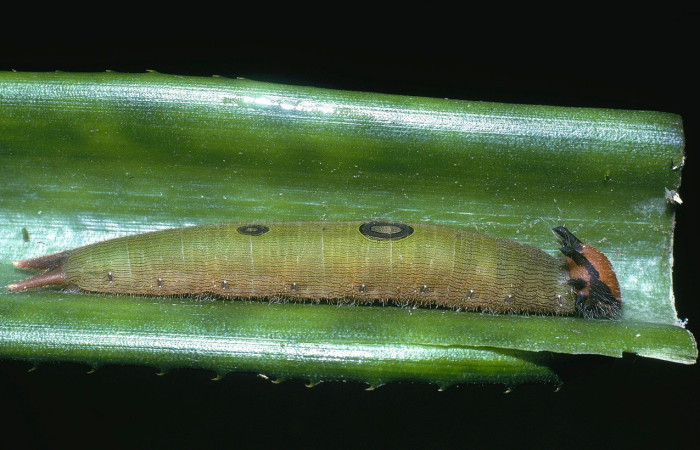 Figura. 11 Larva <i>Dynastor stygianus</i>, (Nymphalidae), posición lateral entero
alimentándose en <i>Ananas comosus</i> (introducido), (Bromeliaceae). (04-SRNP-619-DHJ81427.jpg).