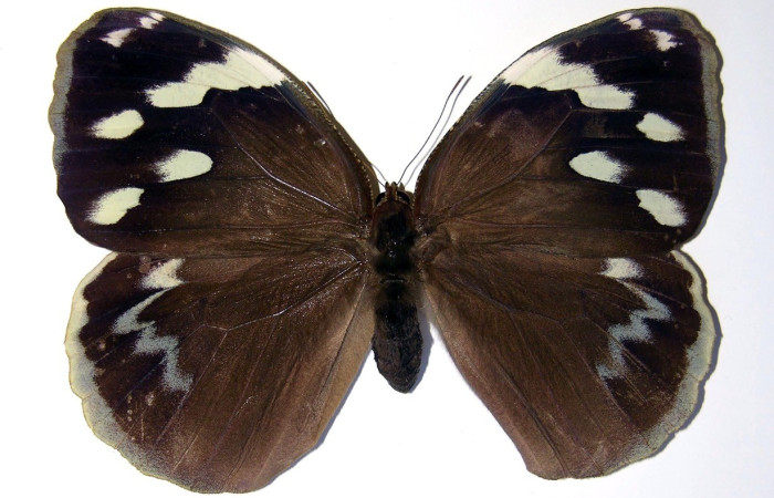 Figura. 12 Adulto <i>Dynastor stygianus</i>, (Hesperiidae), posición vista dorsal
entero, (Hembra). (00-SRNP-4480-DHJ98364)