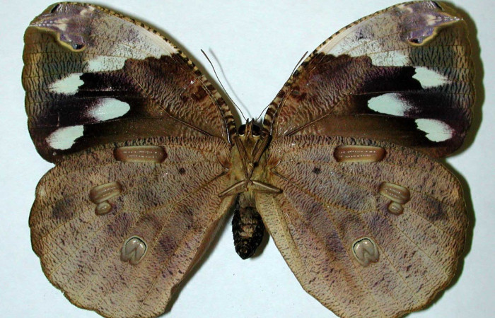 Figura. 13 Adulto <i>Dynastor stygianus</i>, (Hesperiidae), posición vista ventral
entero, (Hembra). (00-SRNP-4480-DHJ35151).