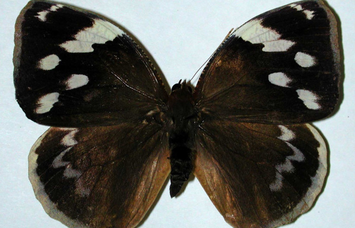Figura. 14 Adulto <i>Dynastor stygianus</i>, (Hesperiidae), posición vista dorsal
entero, (Macho). (00-SRNP-4381-DHJ35148).