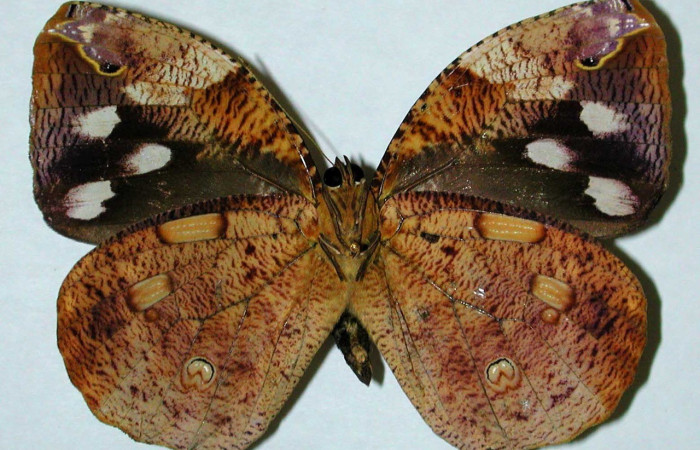 Figura. 15 Adulto <i>Dynastor stygianus</i>, (Hesperiidae), posición vista ventral
entero, (Macho). (00-SRNP-4381-DHJ35149).