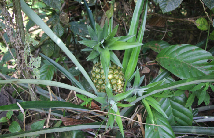 Figura. 1 Habitad, <i>Ananas comosus</i>, (Bromeliaceae). Area de Conservación Guanacaste. Sector Rincón
Rain Forest. Cafecito, (elevación 455 metros), colectada el 18 abril 2024. Foto, Jorge Hernández.