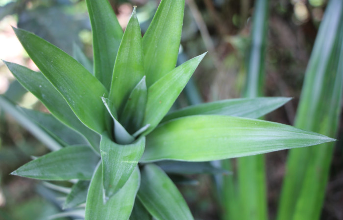 Figura. 2 Habitad, <i>Ananas comosus</i>, (Bromeliaceae). Area de Conservación Guanacaste. Sector Rincón
Rain Forest. Cafecito, (elevación 455 metros), colectada el 18 abril 2024. Foto, Jorge Hernández.