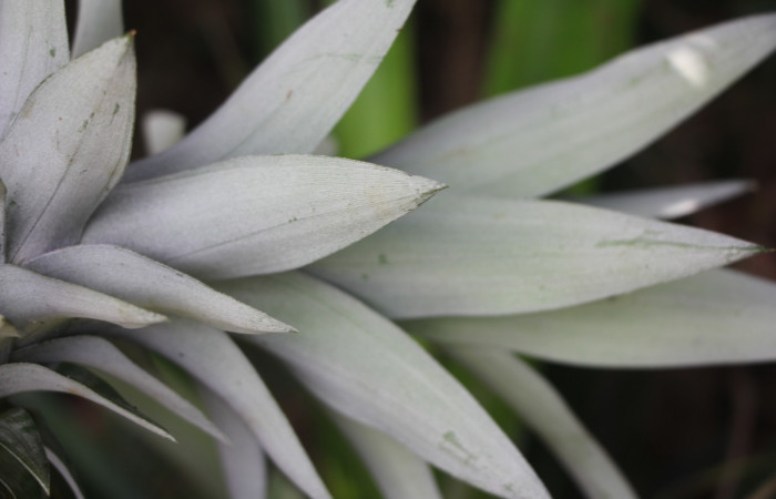 Figura. 3 Posición de hojas haz , <i>Ananas comosus</i>, (Bromeliaceae). Area de Conservación Guanacaste. Sector Rincón
Rain Forest. Cafecito, (elevación 455 metros), colectada el 18 abril 2024. Foto, Jorge Hernández.