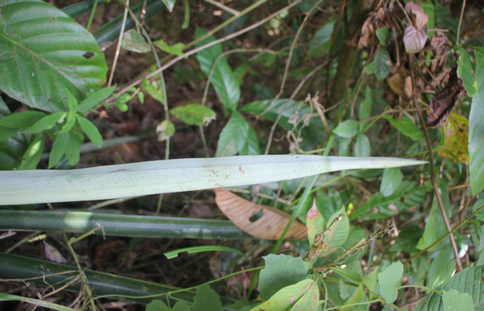 Figura. 4 Haz y envés, <i>Ananas comosus</i>, (Bromeliaceae). Area de Conservación Guanacaste. Sector Rincón
Rain Forest. Cafecito, (elevación 455 metros), colectada el 18 abril 2024. Foto, Jorge Hernández.