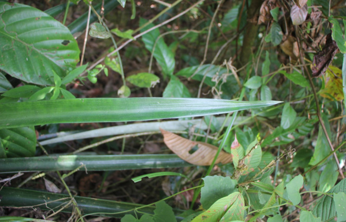 Figura. 5 Haz, <i>Ananas comosus</i>, (Bromeliaceae). Area de Conservación Guanacaste. Sector Rincón
Rain Forest. Cafecito, (elevación 455 metros), colectada el 18 abril 2024. Foto, Jorge Hernández.
