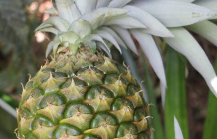 Figura. 6 Fruto vertical , <i>Ananas comosus</i>, (Bromeliaceae). Area de Conservación Guanacaste. Sector Rincón
Rain Forest. Cafecito, (elevación 455 metros), colectada el 18 abril 2024. Foto, Jorge Hernández.