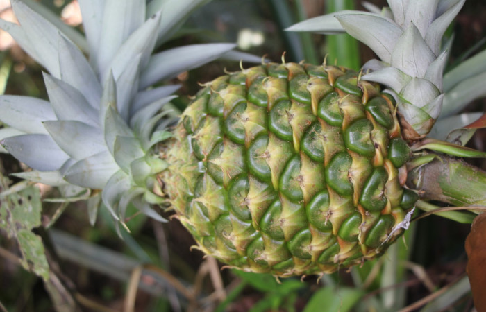 Figura. 7 Fruto horizontal , <i>Ananas comosus</i>, (Bromeliaceae). Area de Conservación Guanacaste. Sector Rincón
Rain Forest. Cafecito, (elevación 455 metros), colectada el 18 abril 2024. Foto, Jorge Hernández.