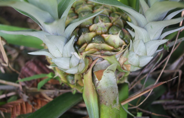 Figura. 8 Hijos nuevos , <i>Ananas comosus</i>, (Bromeliaceae). Area de Conservación Guanacaste. Sector Rincón
Rain Forest. Cafecito, (elevación 455 metros), colectada el 18 abril 2024. Foto, Jorge Hernández.