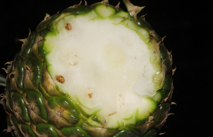 Figura. 9 Disección de fruto , <i>Ananas comosus</i>, (Bromeliaceae). Area de Conservación Guanacaste. Sector Rincón
Rain Forest. Cafecito, (elevación 455 metros), colectada el 18 abril 2024. Foto, Jorge Hernández.