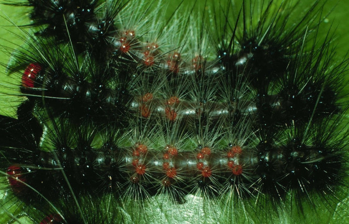 Fig.14 Grupo de la larva <i>Dysschema magdala</i>, (Erebidae), se alimenta  <i>Dendropanax arboreus</i>, (Araliaceae), mostrando la parte dorsal entero.Voucher: 97-SRNP-742-DHJ40364.jpg.