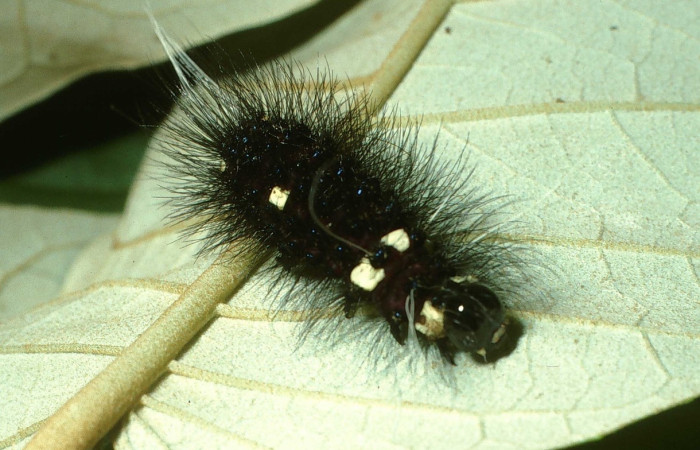 Fig.18 Larva <i>Dysschema perplexa</i>, (Erebidae), se alimenta  <i>Piptocarpha poeppigiana</i>, (Asteraceae), mostrando la parte dorsal entero . Voucher: 03-SRNP-13081.1-DHJ78430.jpg.