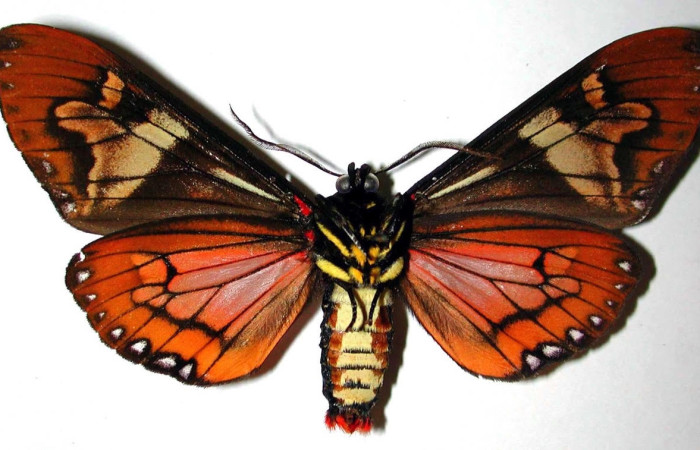 Fig.1 Adulto <i>Dysschema magdala</i> , Erebidae, macho mostrando la parte dorsal. Voucher: 99-SRNP-352.16-DHJ38434.