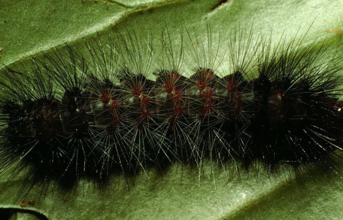 Fig.5 Larva <i>Dysschema magdala</i>, (Erebidae), se alimenta  <i>Dendropanax arboreus</i>, (Araliaceae), mostrando la parte dorsal entero.Voucher: 98-SRNP-2307.07-DHJ44254.jpg.