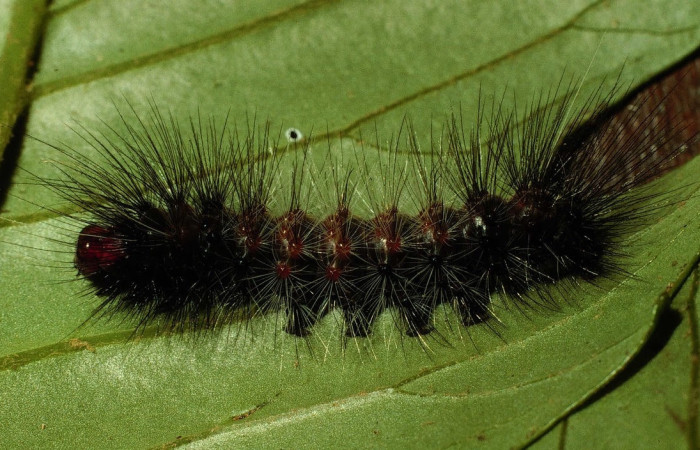 Fig.6 Larva <i>Dysschema magdala</i>, (Erebidae), se alimenta  <i>Dendropanax arboreus</i>, (Araliaceae), mostrando la parte dorsal entero.Voucher: 98-SRNP-2307.07-DHJ44256.jpg.