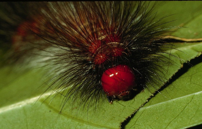 Fig.8 Larva <i>Dysschema magdala</i>, (Erebidae), se alimenta  <i>Dendropanax arboreus</i>, (Araliaceae), mostrando de la parte cabeza.Voucher: 95-SRNP-835-DHJ22199.jpg.