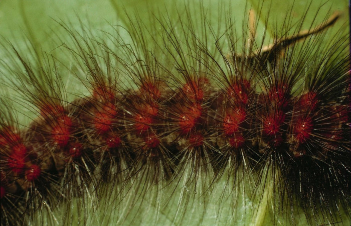 Fig.9 Larva <i>Dysschema magdala</i>, (Erebidae), se alimenta  <i>Dendropanax arboreus</i>, (Araliaceae), mostrando la parte dorsal central.Voucher: 95-SRNP-835-DHJ22201.jpg.