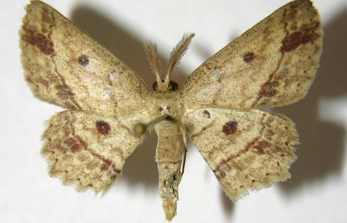 Fig. 12. Adulto <i>Cyclophora</i> Hausmann9573, posición dorsal. Area de Conservación Guanacaste, Sector Cacao, Sendero Derrumbe, elevación 1220 m.s.n.m. (06-SRNP-35233-DHJ356638).