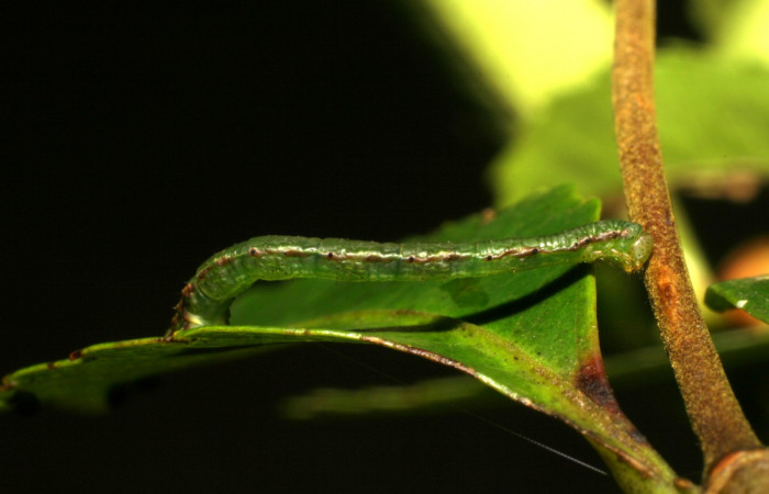 Fig. 11. Larva U estadío <i>Cyclophora</i> Hausmann9573, posición lateral. Area de Conservación Guanacaste, Sector Cacao, Sendero Derrumbe, elevación 1220 m.s.n.m. (06-SRNP-35246-DHJ413793).