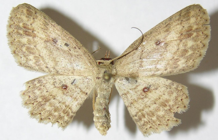 Fig. 2. Adulto <i>Cyclophora</i> Hausmann9573, posición dorsal, hembra. Area de Conservación Guanacaste, Sector Cacao, Sendero Cima, elevación 1460 m.s.n.m. (08-SRNP-36045-DHJ505726)