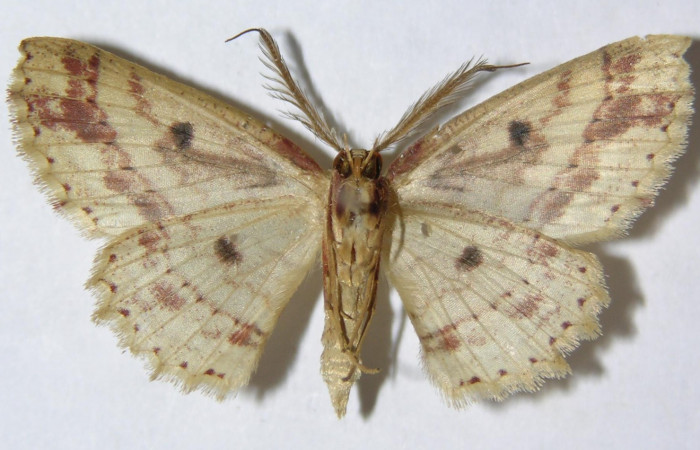 Fig. 5. Adulto <i>Cyclophora</i> Hausmann9573, posición dorsal, macho. Area de Conservación Guanacaste, Sector Cacao, Sendero Cima, elevación 1460 m.s.n.m. (09-SRNP-36271-DHJ514273).