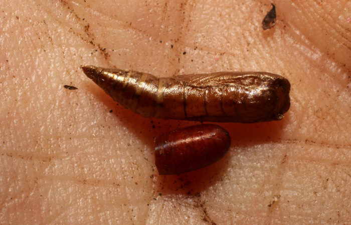 Fig. 13. Pupa <i>Cyclophora</i> Hausmann9573, posición ventral, ala par tiene una puparía de mosca, Tachinidae, <i>Hyphantrophaga virilis</i>. Area de Conservación Guanacaste, Sector Cacao, Sendero Cima, elevación 1460 m.s.n.m. (11-SRNP-35060-DHJ800667.jpg).