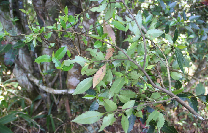 Fig. 15. Planta que come <i>Cyclophora</i> Hausmann9573, Familia, Cunoniaceae, <i>Weinmannia wercklei</i>, posición envés, (parte de abajo). Area de Conservación Guanacaste, Sector Cacao, Sendero Derrumbe, elevación 1220 m.s.n.m. (Foto Harry.Ramirez Nov. 2019)