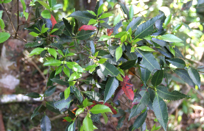 Fig. 14. Planta que come <i>Cyclophora</i> Hausmann9573, Familia, Cunoniaceae, <i>Weinmannia wercklei</i>, posición haz, (parte de arriba). Area de Conservación Guanacaste, Sector Cacao, Sendero Derrumbe, elevación 1220 m.s.n.m. (Foto Harry.Ramirez Nov. 2019)