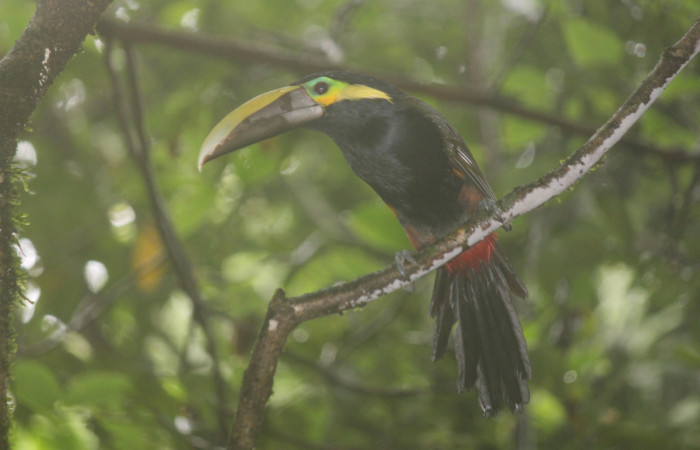Fig. 1 Yellow-eared Toucanet Tucancillo Orejiamarillo <i>Selenidera spectabilis</i> (Ramphastidae). Derrumbe Estación Biológica Cacao ACG. 1200 msnm 08 de junio 2022, Foto. Roster Moraga