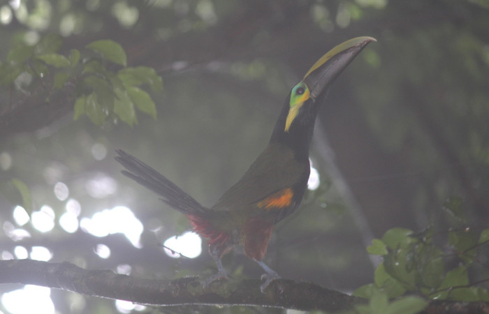 Fig. 2 Yellow-eared Toucanet Tucancillo Orejiamarillo <i>Selenidera spectabilis</i> (Ramphastidae). Derrumbe Estación Biológica Cacao ACG. 1200 msnm 08 de junio 2022, Foto. Roster Moraga