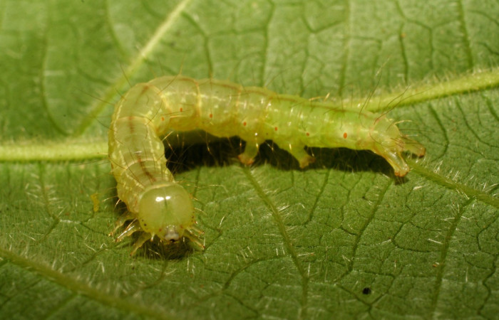   Fig.2  Larva <i>Cecharismena zoum</i>  último estadio , mostrando carácter de la familia Erebidae , último segmento bifurcado  o forma de Y. Voucher: 06-SRNP-33735-DHJ416326.jpg