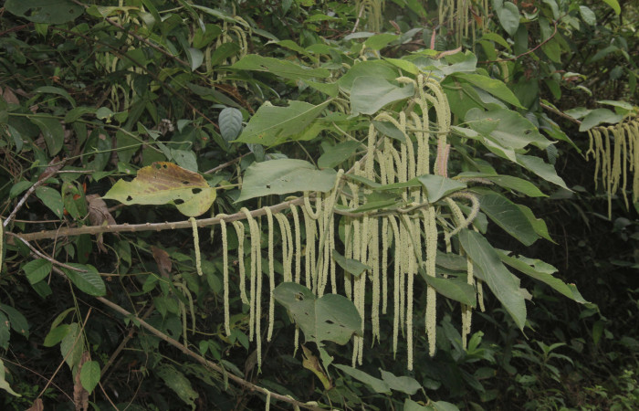 Fig.3  <i>Acalypha macrostachya</i> Euphorbiaceae, planta hospedera <i>Cecharismena zoum</i> Estación Pitilla, Abril 2024, Foto C.Moraga Rios.