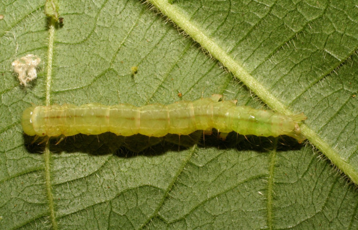   Fig.5  Larva <i>Cecharismena zoum</i> parte dorsal mostrando características morfológicas, último estadio  Voucher: 06-SRNP-33735-DHJ416329.jpg