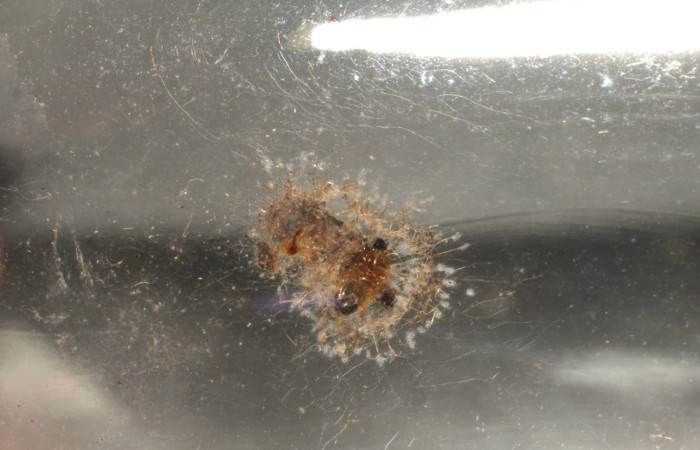 Fig.9 Capullos de <i>Euplectrus lubomirmasneri </i>, Familia Eulophidae, parásito de <i>Cecharismena zoum</i> . Voucher:  10-SRNP-71078-DHJ497728.jpg