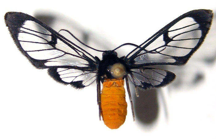 Figura 8. Adulto de <i>Cosmosoma hercyna</i> (Erebidae), vista dorsal. Voucher: 01-SRNP-11170-DHJ92266.