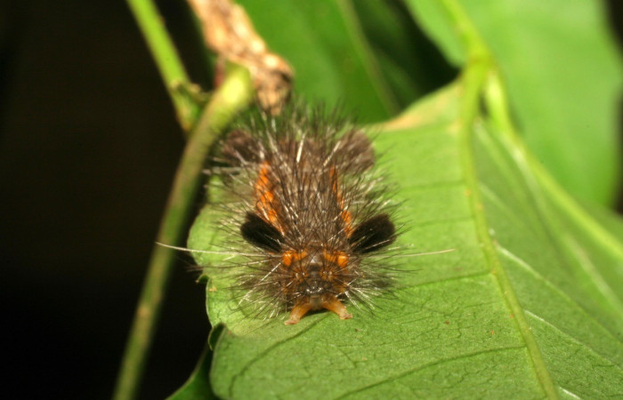 Figura 3. Larva de <i>Cosmosoma cingulatum</i> (Erebidae). Parte trasera. Voucher: 06-SRNP-56857-DHJ415259.jpg.