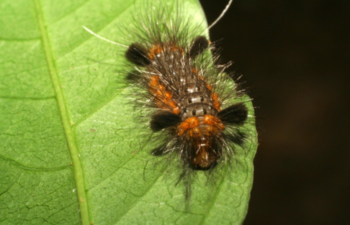 Figura 2. Larva de <i>Cosmosoma cingulatum</i> (Erebidae). Parte frontal. Voucher: 06-SRNP-56857-DHJ415260.jpg.
