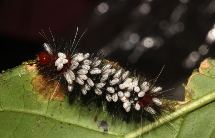 Figura 5. Larva de <i>Cosmosoma cingulatum</i> (Erebidae). Parasitada. Voucher: 21-SRNP-31165-DHJ787296.jpg.