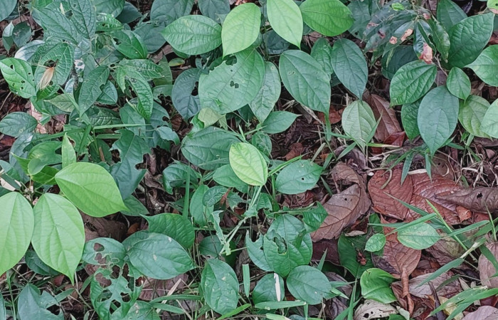  <i>Abuta panamnesis</i> (Menispermaceae), planta hospedera de <i>Gonodonta holosericea</i> (Erebidae). Sector San Cristóbal, Puente Palma. Foto, Elda Araya, 18 Abril 2024.  