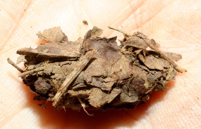  Pupa en posición dorsal de <i>Gonodonta holosericea</i> (Erebidae). Sector Cacao, Estación Cacao. Voucher 07-SRNP-35827-DHJ461812.jpg.