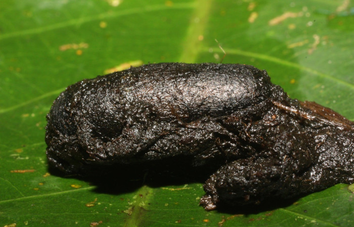  Capullo en posición lateral de <i>Gonodonta holosericea</i> (Erebidae). Sector Cacao, Estación Cacao. Voucher 11-SRNP-35977-DHJ489965.jpg.