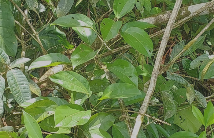  <i>Abuta panamnesi</i>s (Menispermaceae), planta hospedera de <i>Gonodonta holosericea</i> (Erebidae). Sector San Cristóbal, Puente Palma. Foto, Elda Araya, 18 Abril 2024.  