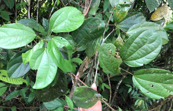  <i>Abuta panamnesis</i> (Menispermaceae), planta hospedera de <i>Gonodonta holosericea</i> (Erebidae). Sector San Cristóbal, Puente Palma. Foto, Elda Araya, 18 Abril 2024.  